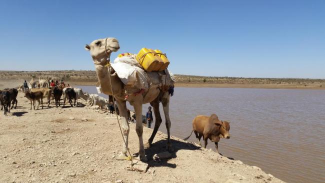 A camel and cattle on the banks of  water body, Somali region, Ethiopia