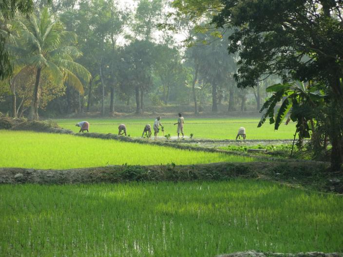 Working in a rice field in West Bengal, India