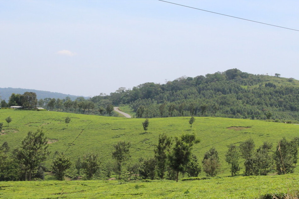 tea_plantation_in_kabarole_ug