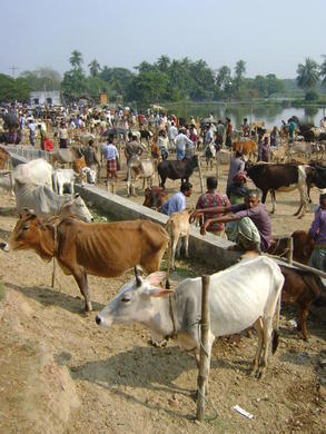 Cattle market day at Sahapur Bazaar