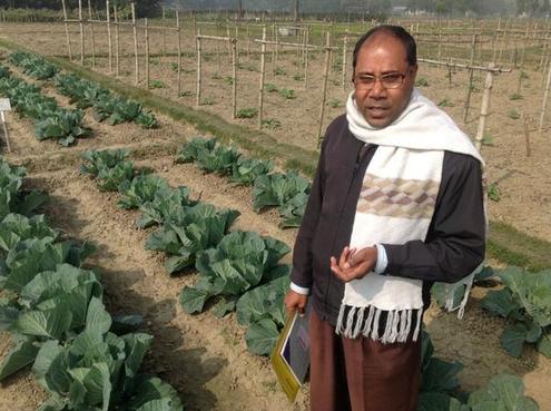 nine_beds_of_cabbages_are_being_tested_in_gazipur
